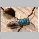 Chrysis ignita - Goldwespe bei Ancistrocerus nigricornis 04.jpg